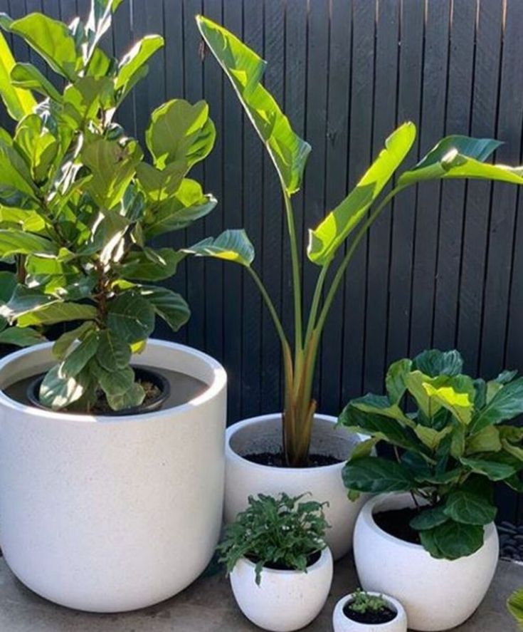 several potted plants are sitting on the ground