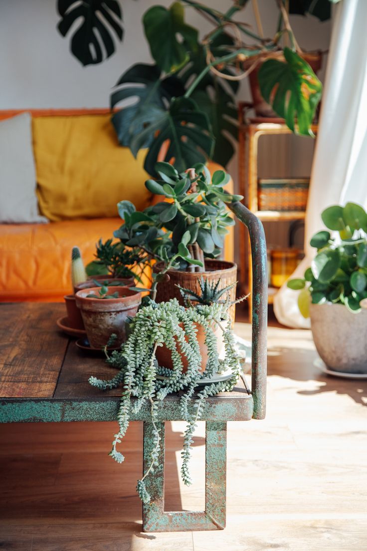 several potted plants on a table in front of a couch