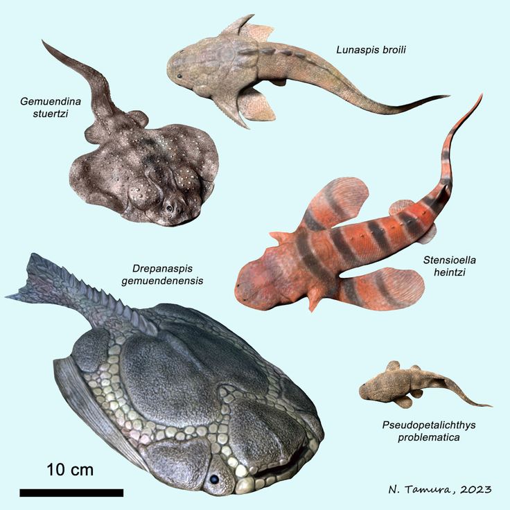 an image of different types of sea animals