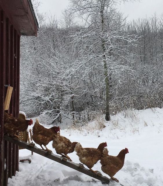 several chickens are climbing up the side of a building in the snow, with trees and bushes behind them