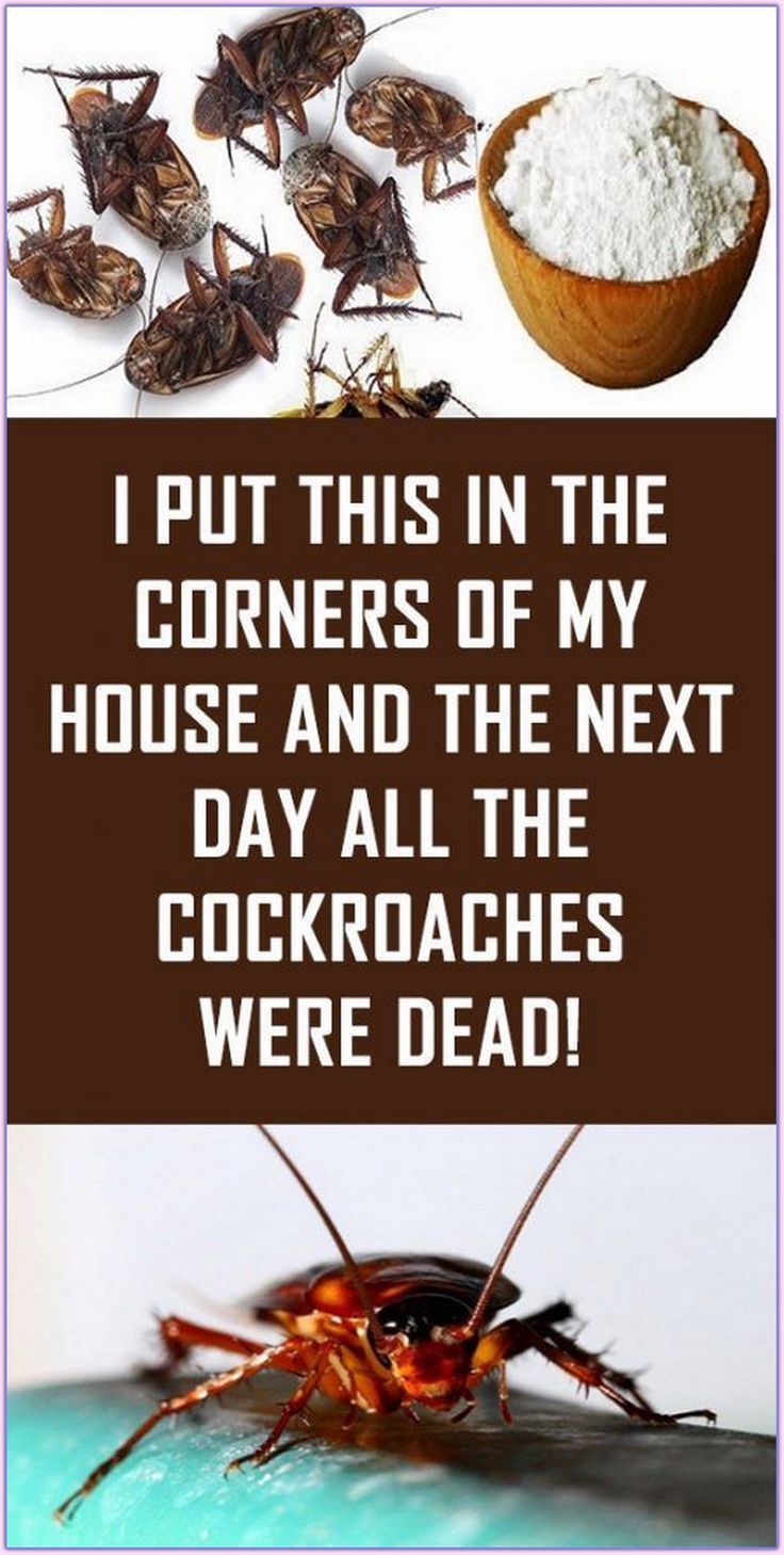 some cockroaches are eating out of a bowl and the caption reads, i put this in the corner of my house and the next day all the cockroaches were dead