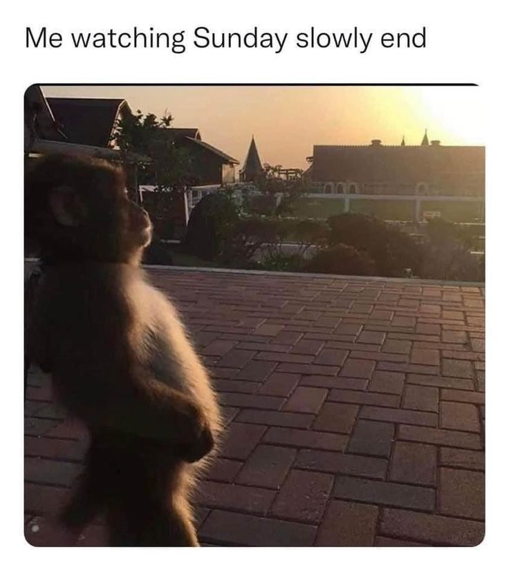 a monkey standing on its hind legs with the sun setting in the background and text that reads, me watching sunday slowly end