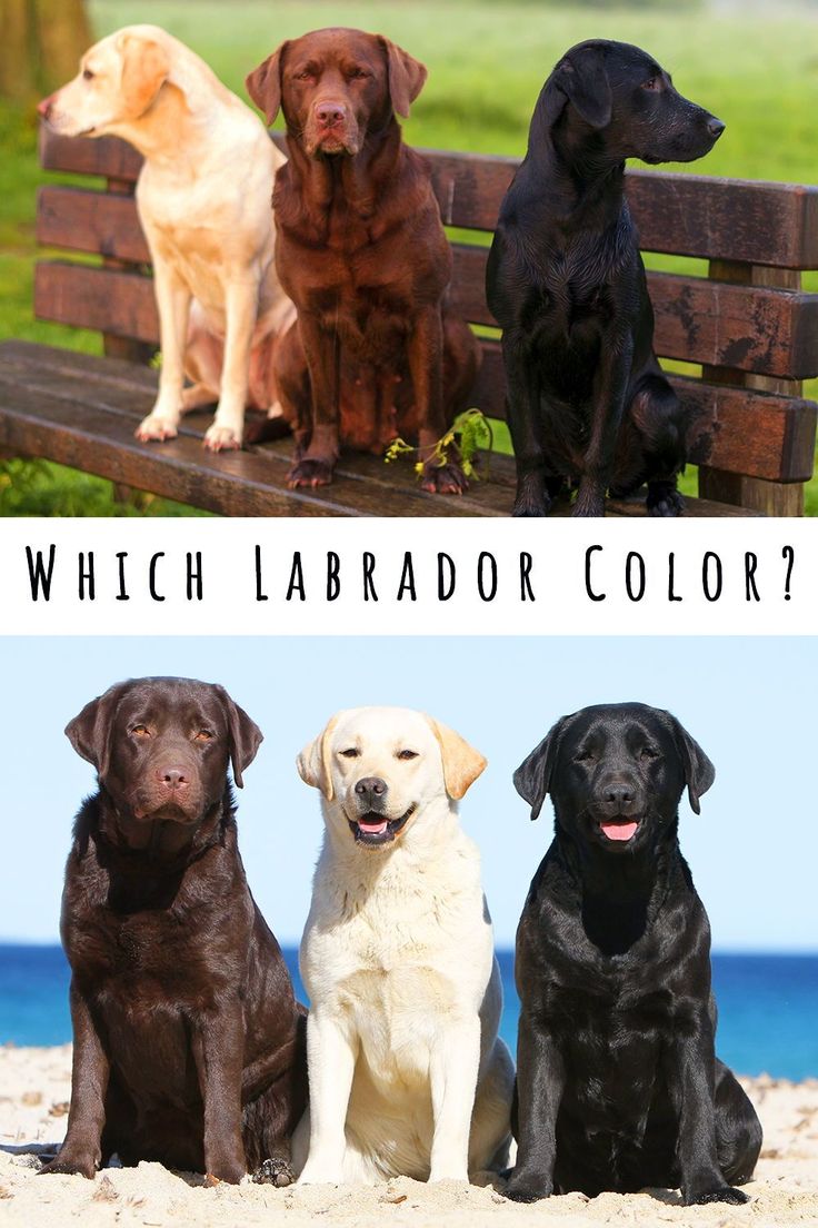 three dogs sitting on a bench with the caption which labrador color?