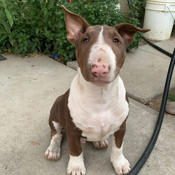 a brown and white dog sitting on top of a cement floor next to a hose