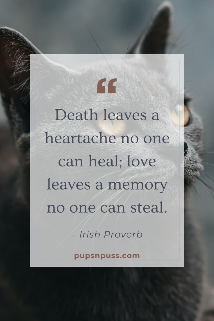 Quotes About Losing A Cat, Dead Cat Quotes, Losing A Pet Quote Cat, Losing A Cat Quote, Kitty Memorial, Loss Of A Cat, Dice Quotes, Losing A Pet Quotes, Petey Pablo