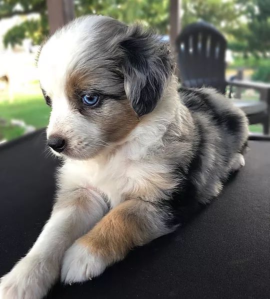 a small dog laying on top of a black table