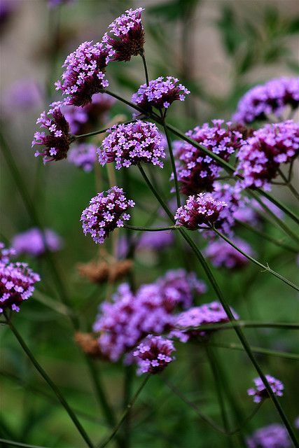 some purple flowers are growing in the grass