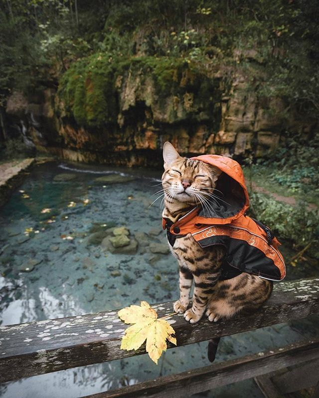 a cat sitting on top of a wooden rail next to a body of water in the forest