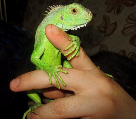 a person holding a small green lizard in their hand