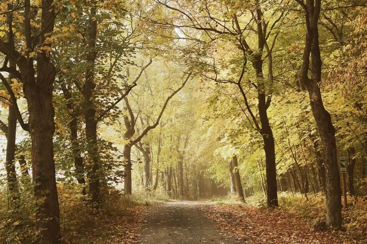 a dirt road surrounded by trees and leaves