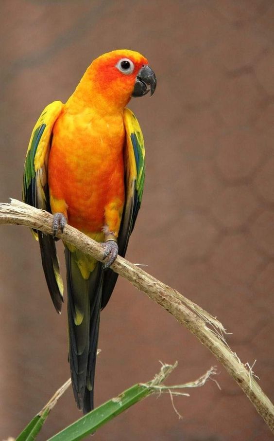 an orange and yellow bird sitting on top of a tree branch