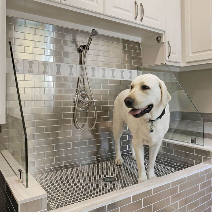 a white dog standing in the middle of a kitchen