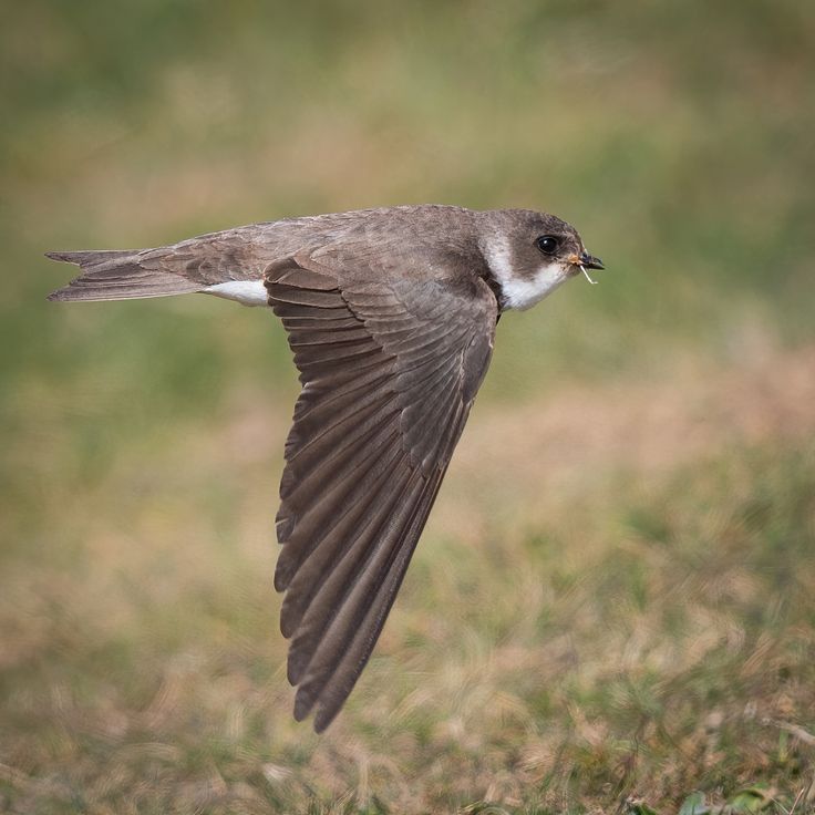 a small bird flying through the air with it's wings spread