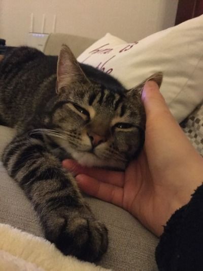 a cat laying on top of a person's hand with its eyes closed and it's head resting on the pillow