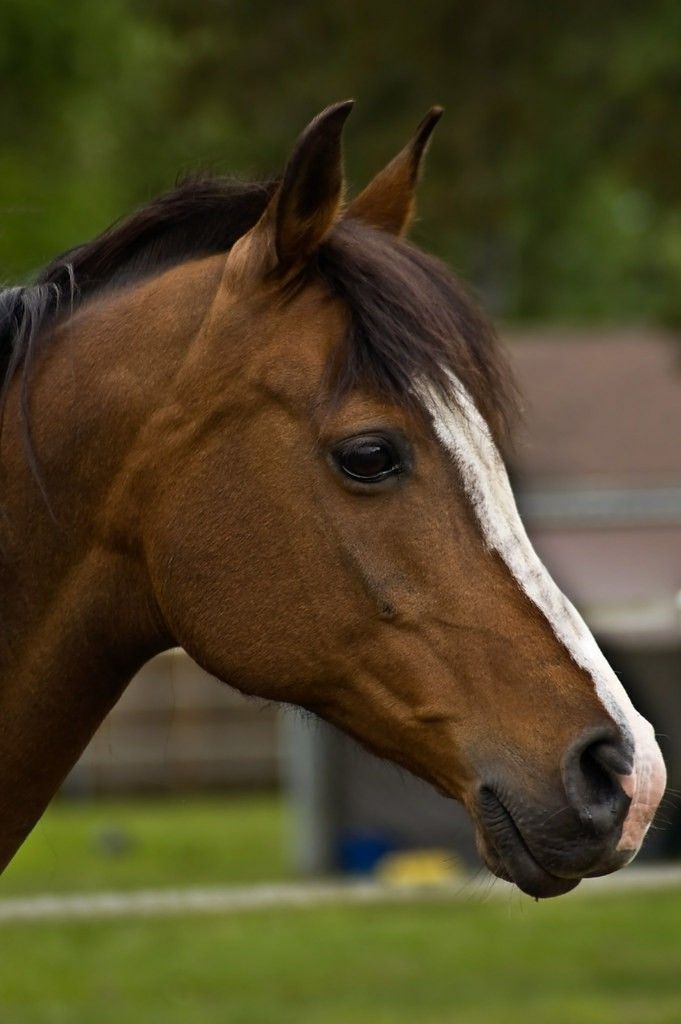 a brown horse standing on top of a lush green field