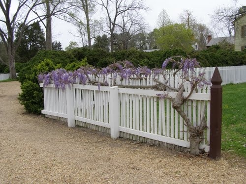 a white picket fence with purple flowers growing on it