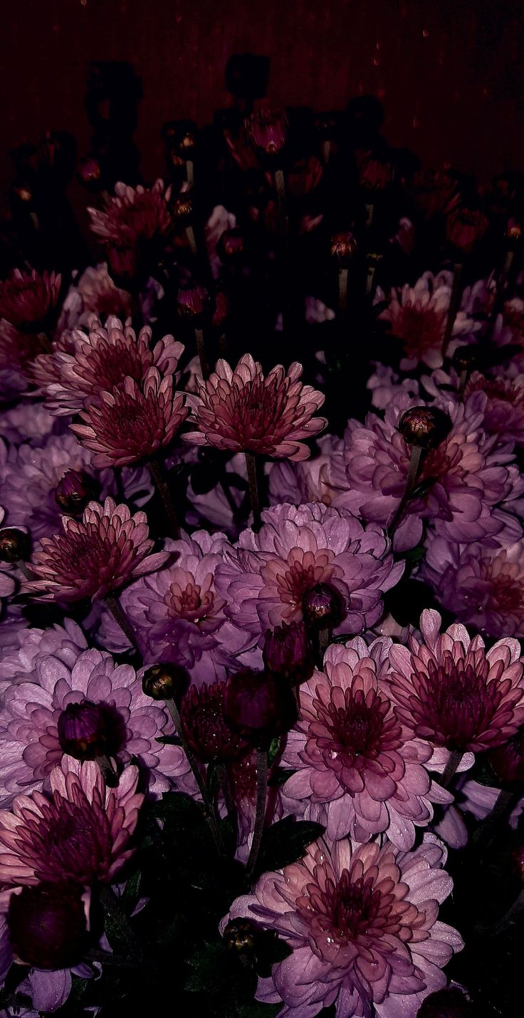 Dahlia Flower Wallpaper Iphone, Dark Peony Wallpaper, Plum Wallpaper Aesthetic, Black Dahlia Flower Wallpaper, Spring Wallpaper Dark, Black Dahlia Aesthetic, Black Dahlia Wallpaper, Dark Lilies, Dark Feminine Aesthetic Wallpaper Hd