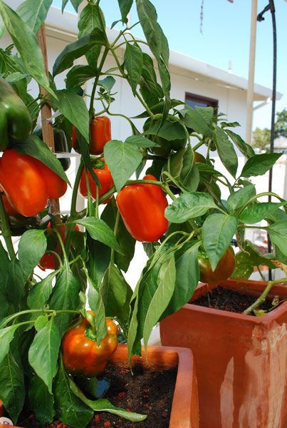 several potted plants with red peppers growing in them