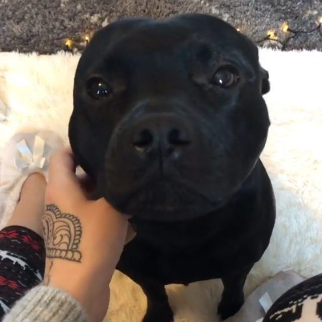 a person petting a black dog on top of a white rug with christmas lights in the background