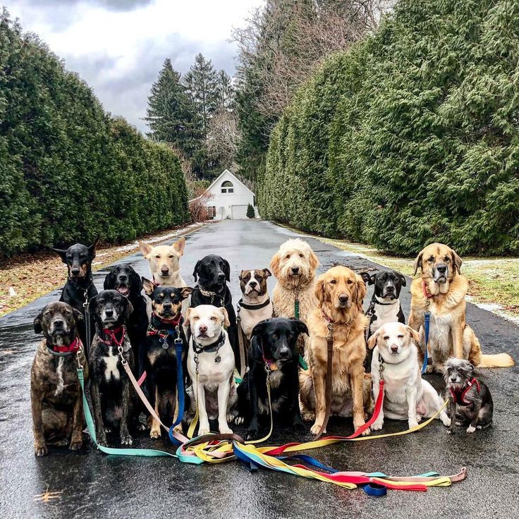 a bunch of dogs that are sitting on the street together with leashes in front of them