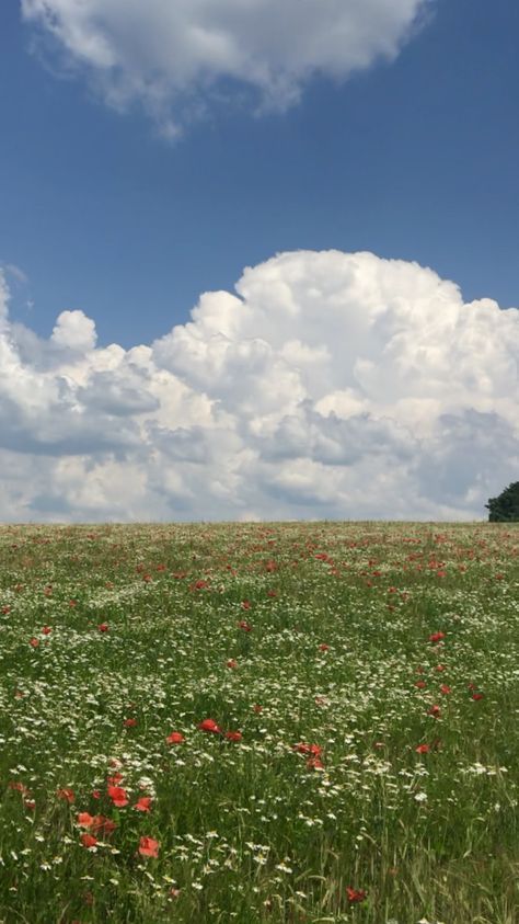 a field full of red and white flowers under a cloudy blue sky