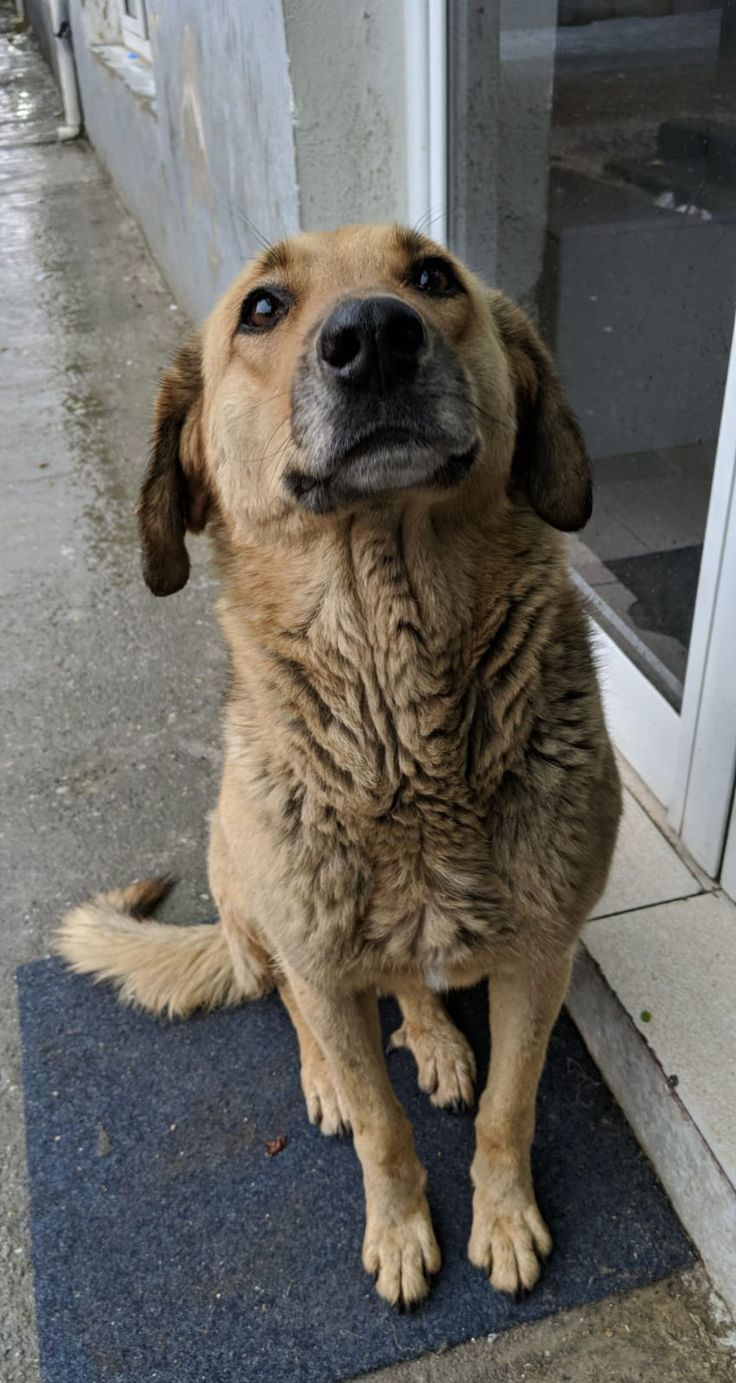 a brown dog sitting on top of a blue mat next to a door and window