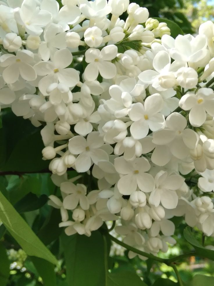 the white flowers are blooming on the tree