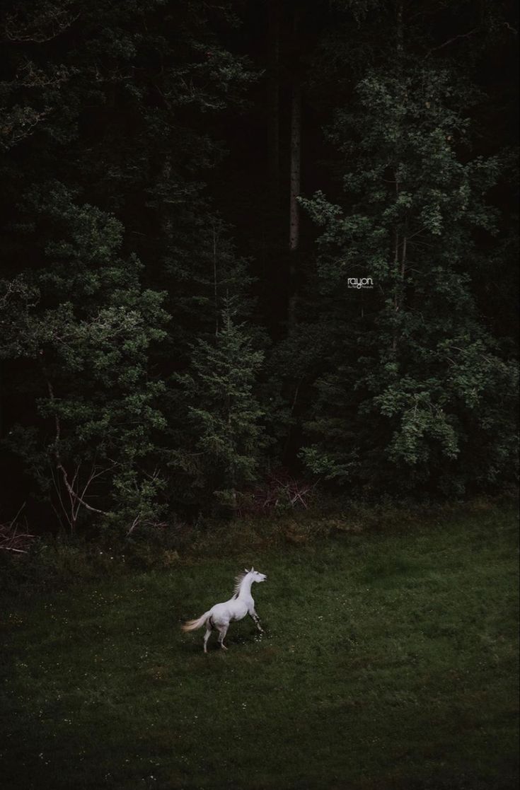 a white horse is running through the grass in front of some trees at night time