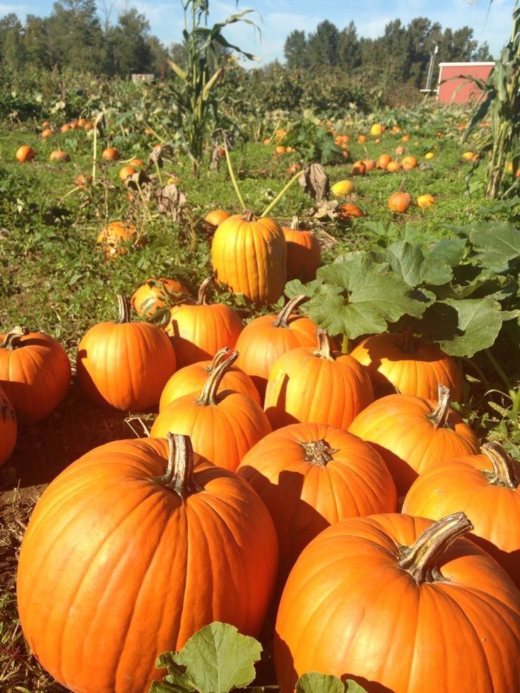 many pumpkins are growing in the field