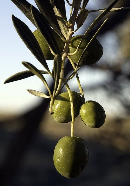 an olive tree branch with green olives hanging from it