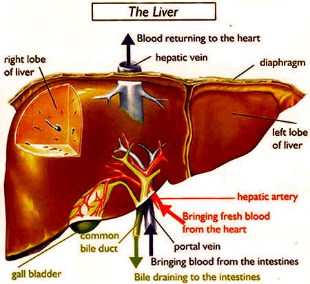 the liver is labeled in this diagram, and shows different parts that can be seen here