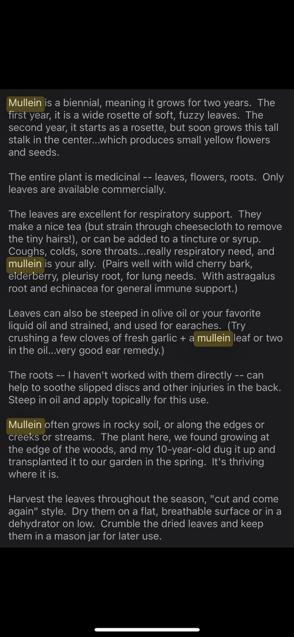 Marvelous Mullein 💚🌿 | Mullein 💚✨🌿 (Not my post but still informational) | Facebook Mullien Leaf Recipes, Mullein Tea, Mullein Leaf, Food Knowledge, Small Yellow Flowers, Medicine Chest, Holistic Remedies, Cheese Cloth, Tea Recipes