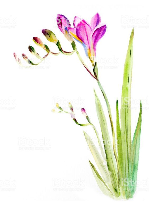 watercolor painting of pink flowers on white background royalty photo