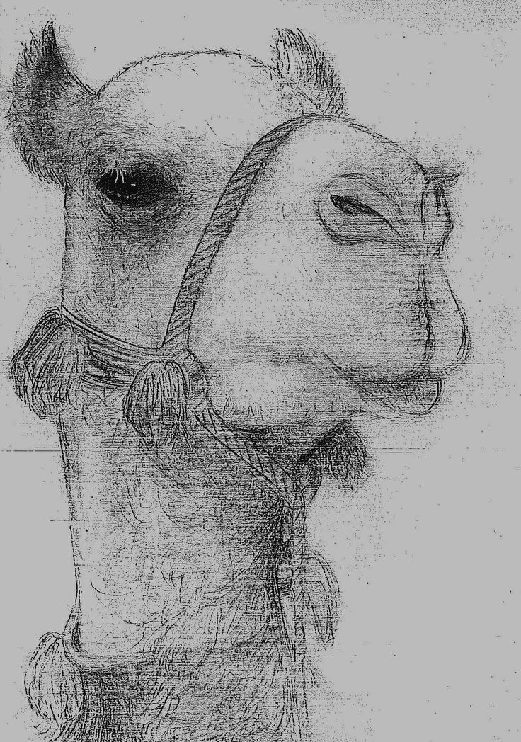 a drawing of a camel wearing a hat