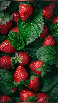 a bunch of strawberries with green leaves on them