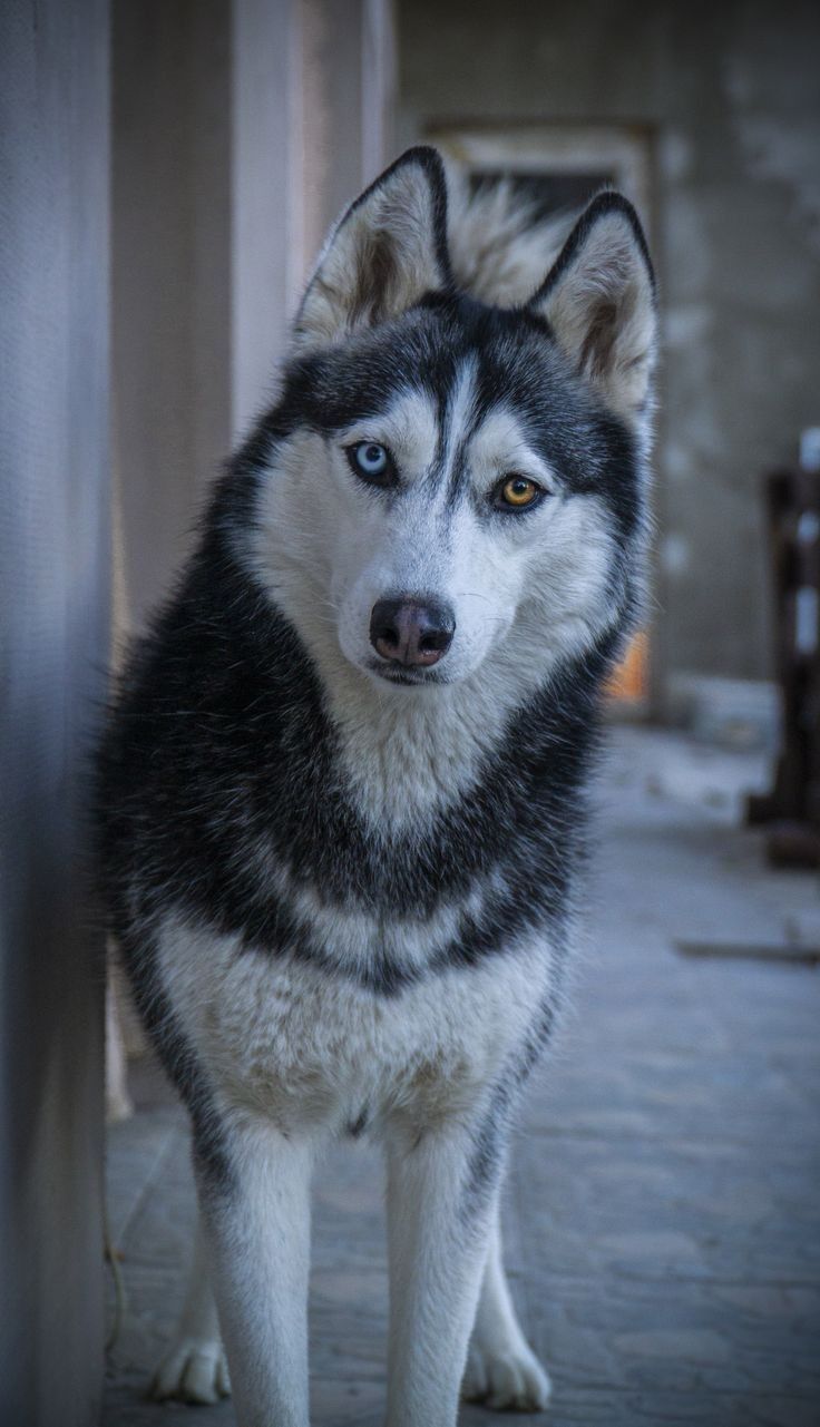 a husky dog is standing in front of a door and looking at the camera with an intense look on his face