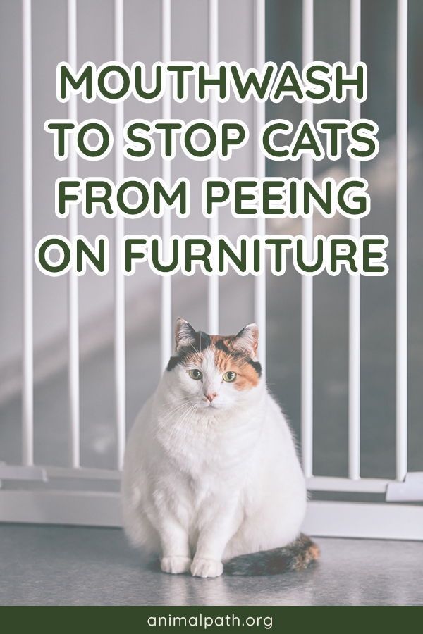 a cat sitting in front of a gate with the words mouthwash to stop cats from peeing on furniture