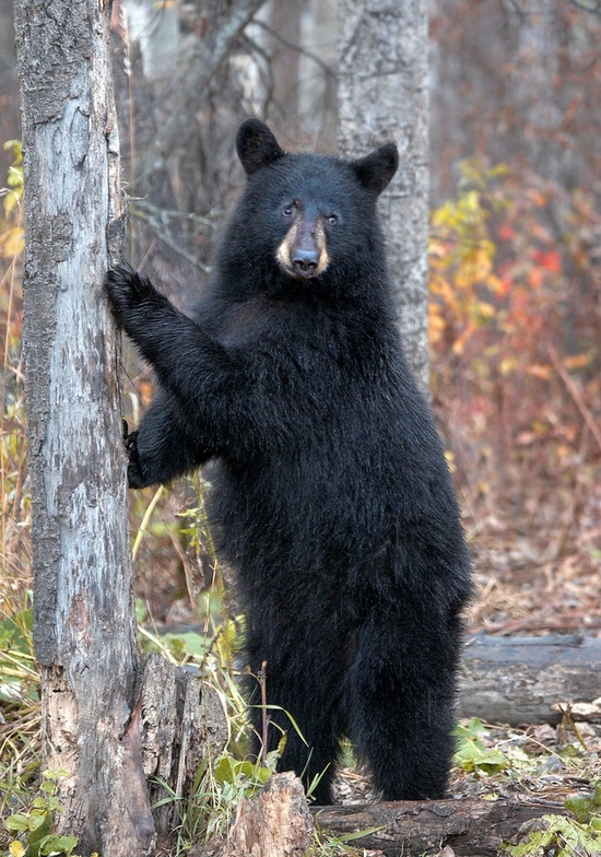 a black bear standing on its hind legs next to a tree in the woods with it's front paws up