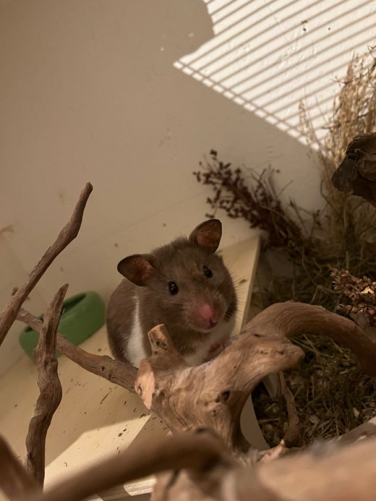 a mouse sitting on top of a tree branch next to another rat in a cage