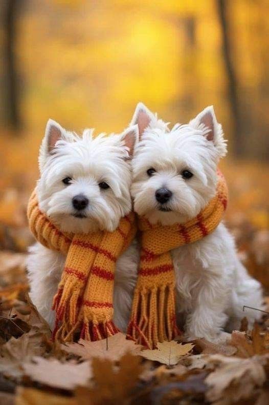 two small white dogs wearing scarves in the leaves