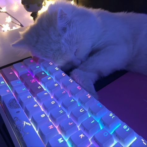 a white cat laying on top of a computer keyboard next to a christmas tree with lights