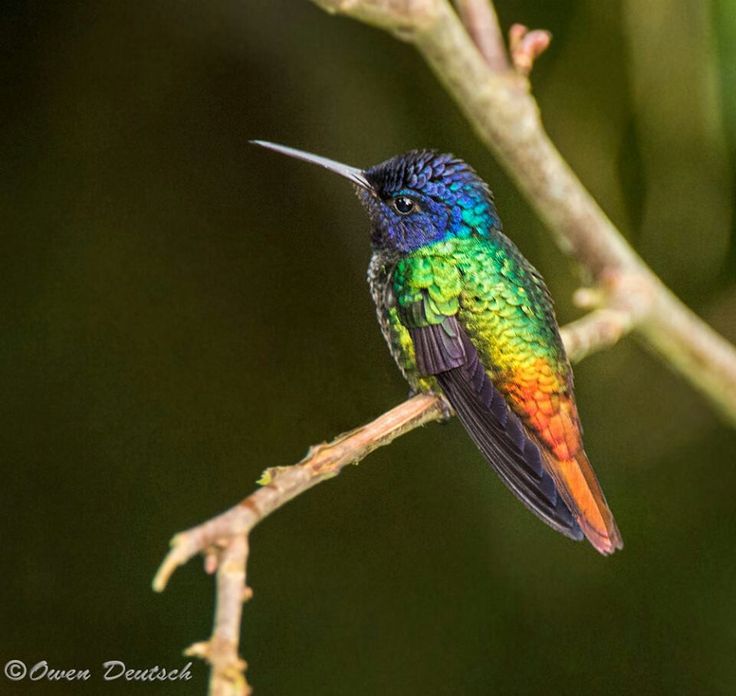 a colorful bird sitting on top of a tree branch