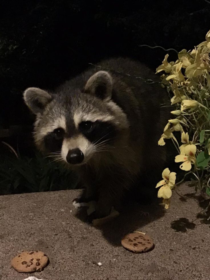 a raccoon is standing next to some flowers and cookies on the ground at night