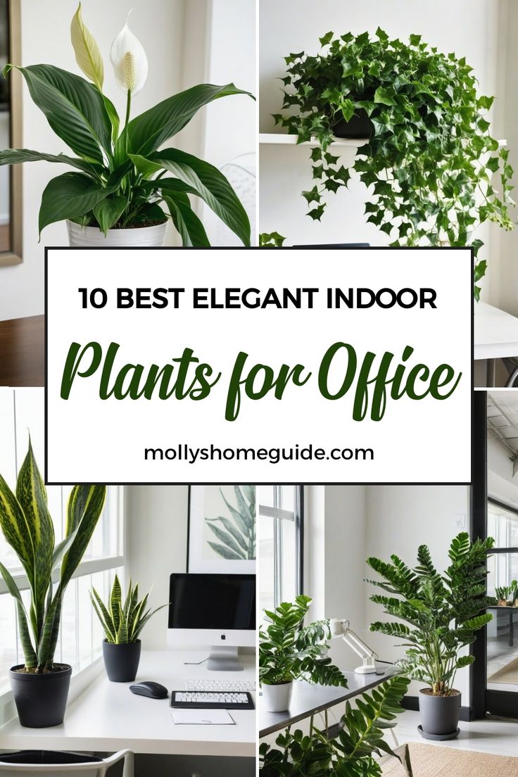 plants and office supplies with the words 10 best elegant indoor plants for office