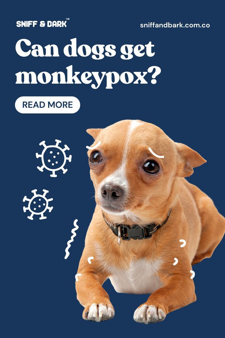 Can dogs get monkeypox? Uncover the facts about this viral disease and its impact on our furry friends in our blog post. Read more at sniffandbark.com.co! Pet Safe, Facts About, Read More, Disease, Blog Post, Blog Posts, Canning, Dogs