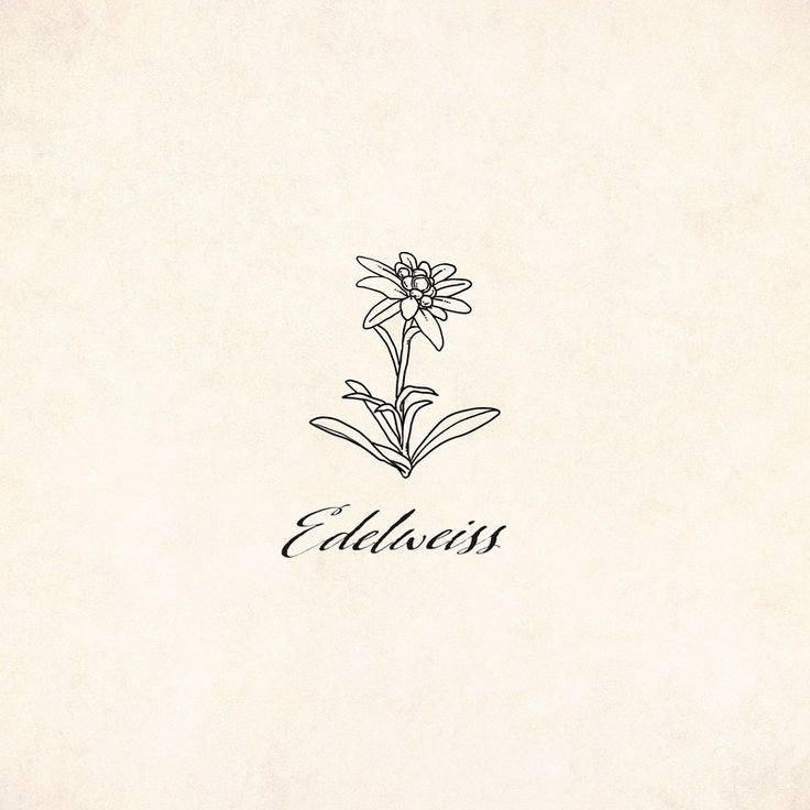 a drawing of a flower with the word eddavors written in black ink