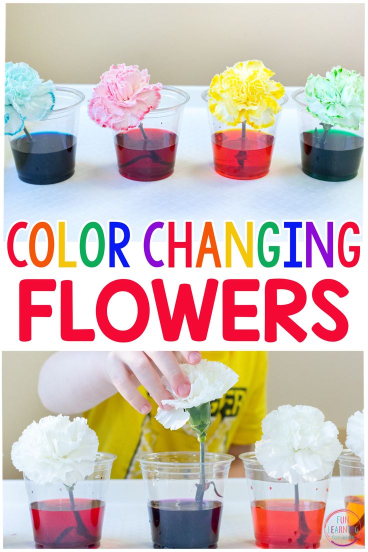 colorful flowers are being used to make flower vases with colored water in them and the words, color changing flowers