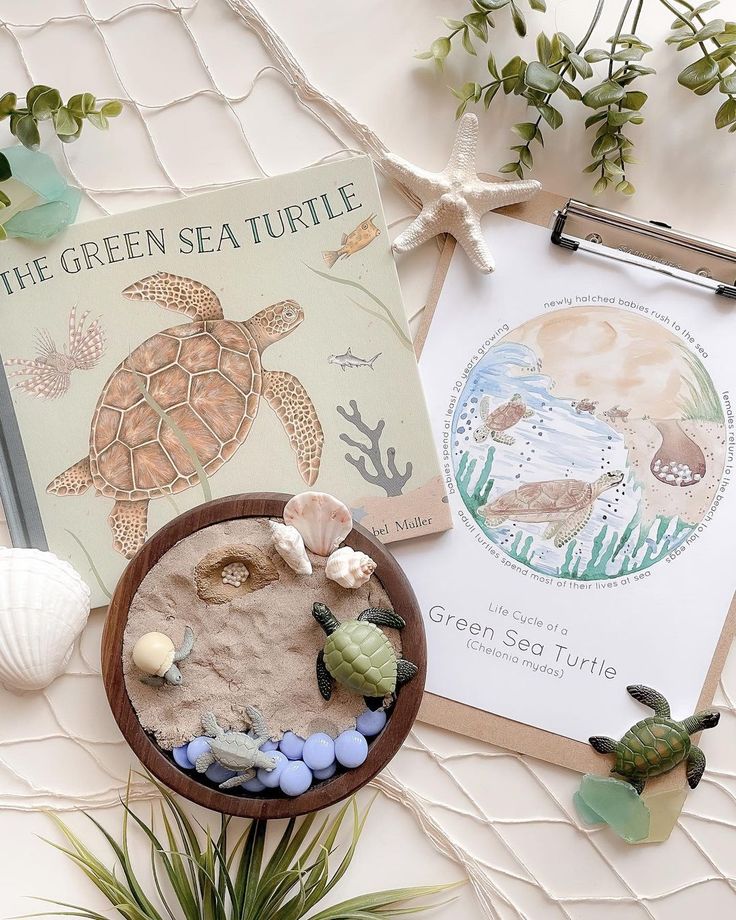 the green sea turtle is on display next to an open book and seashells