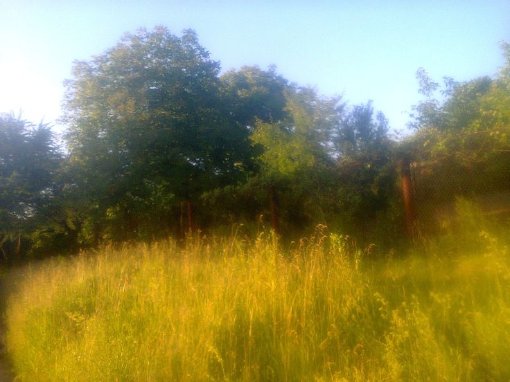 the sun is shining on some tall grass and trees in the distance, with an empty path running through it