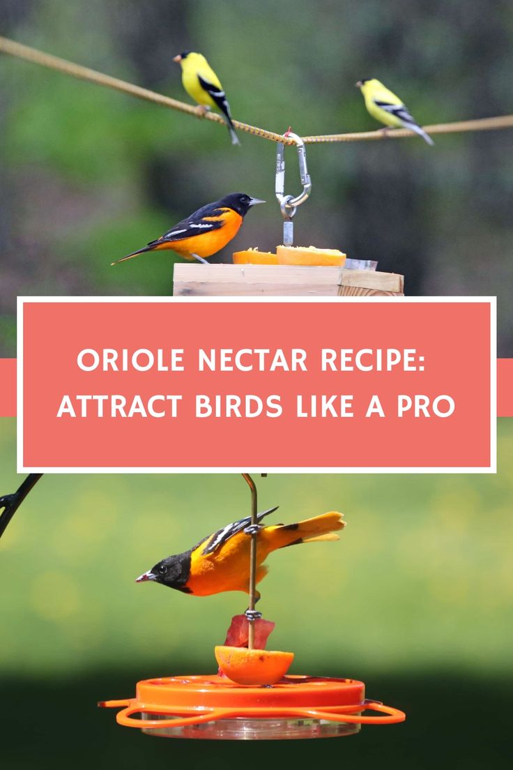 a bird feeder with birds on it and the words oracle nectar recipe attract birds like a pro